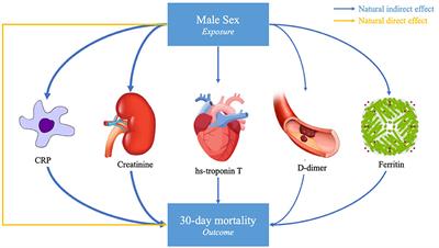 Biomarkers of Cardiac Injury, Renal Injury, and Inflammation Are Strong Mediators of Sex-Associated Death in COVID-19